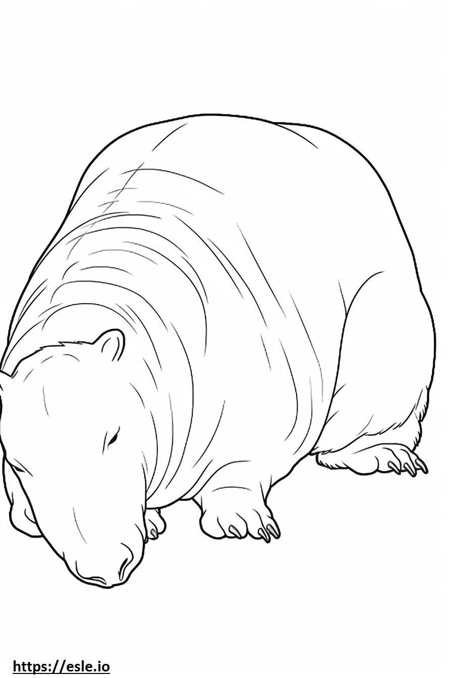 Capibara addormentato da colorare