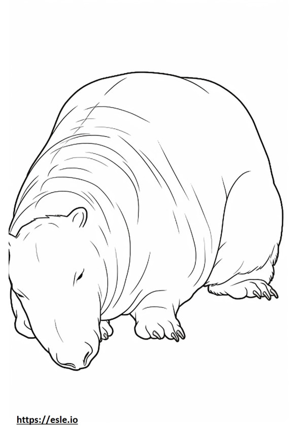 Kapybara alszik szinező