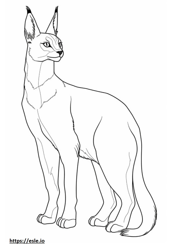 Caracal full body coloring page