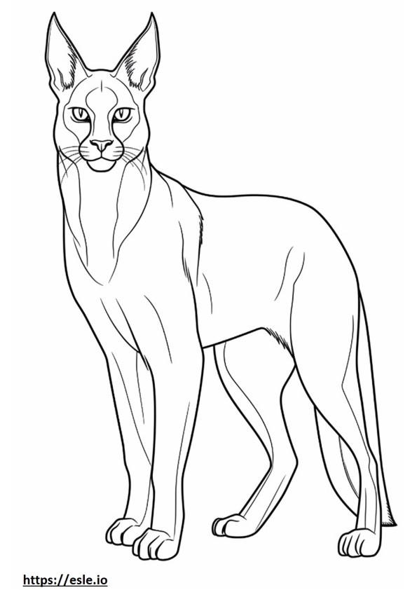 Caracal full body coloring page