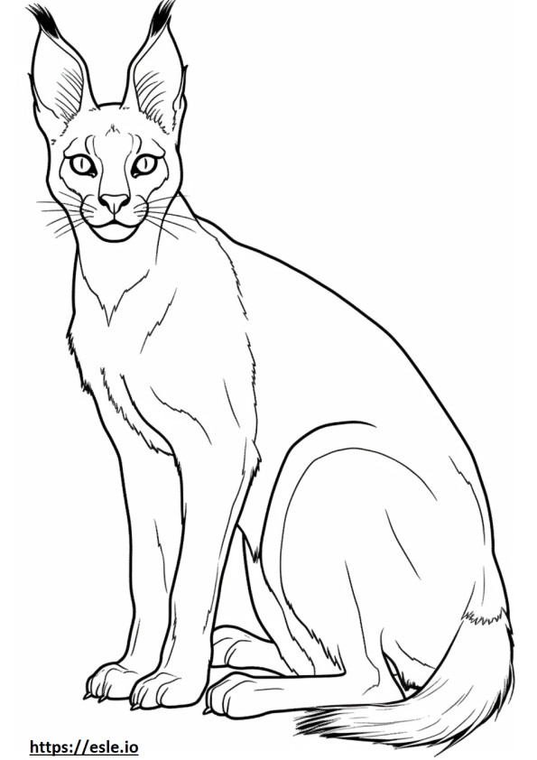 Caracal baby coloring page
