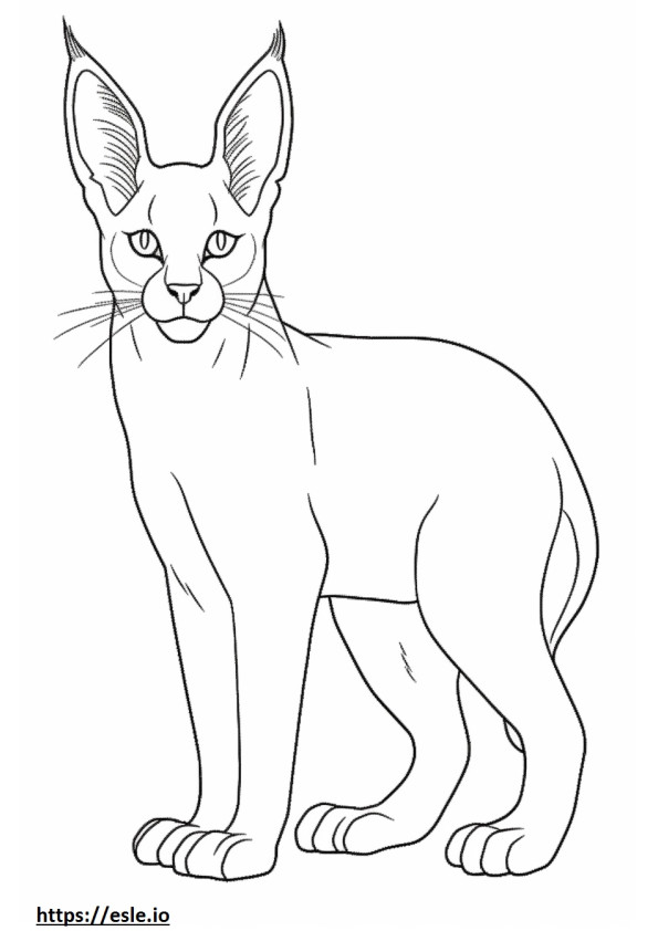 Caracal baby coloring page