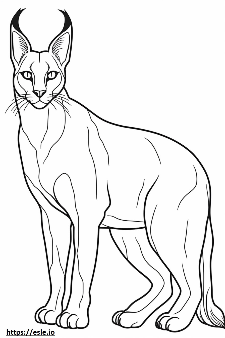 Caracal cartoon coloring page