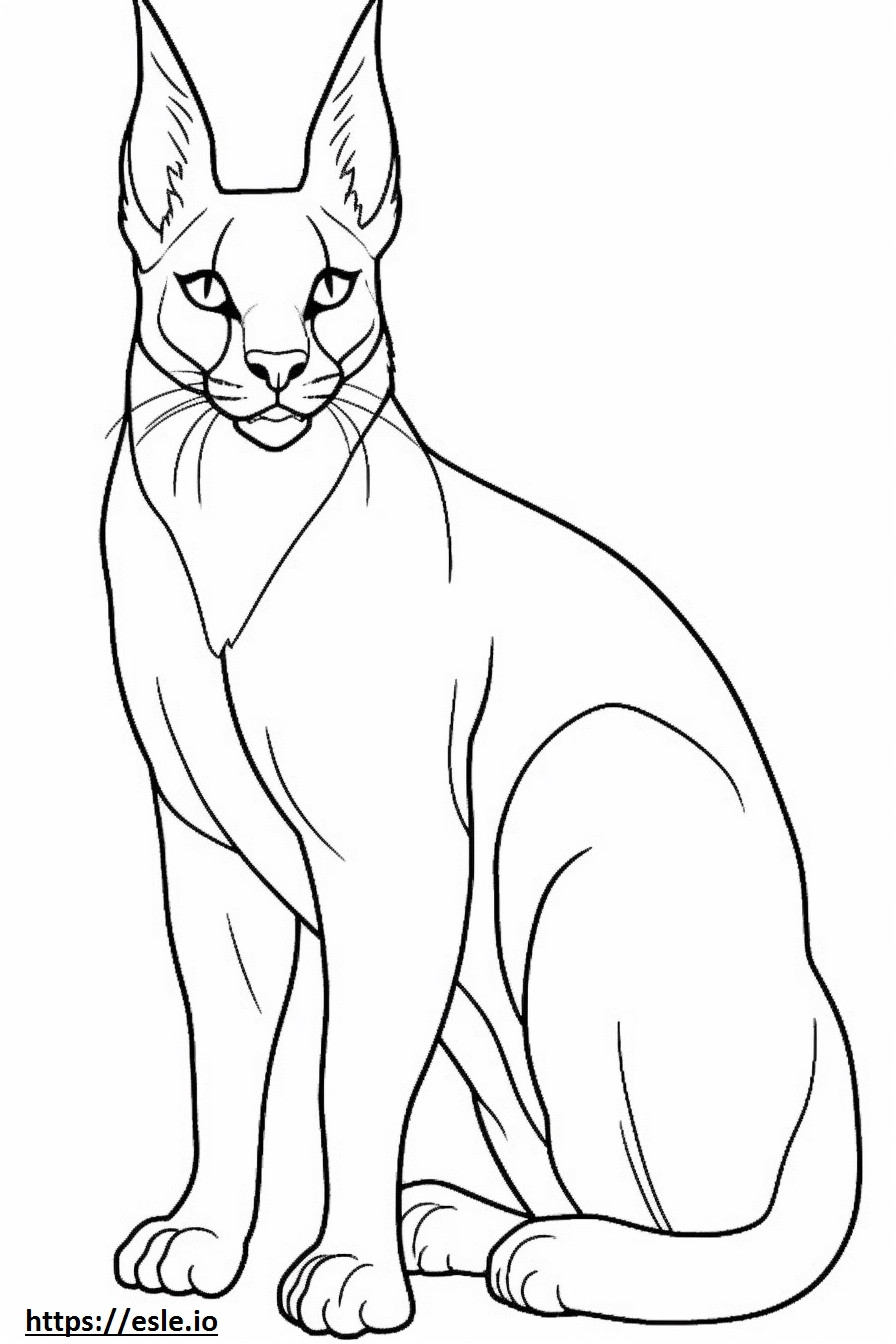 Caracal happy coloring page