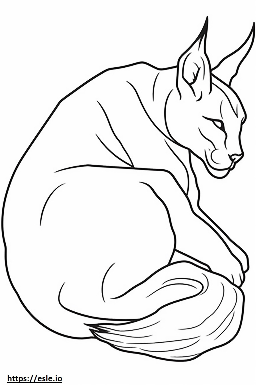 Caracal Sleeping coloring page