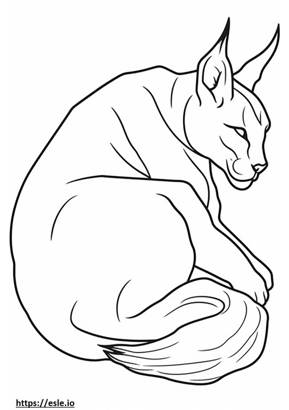 Caracal Sleeping coloring page