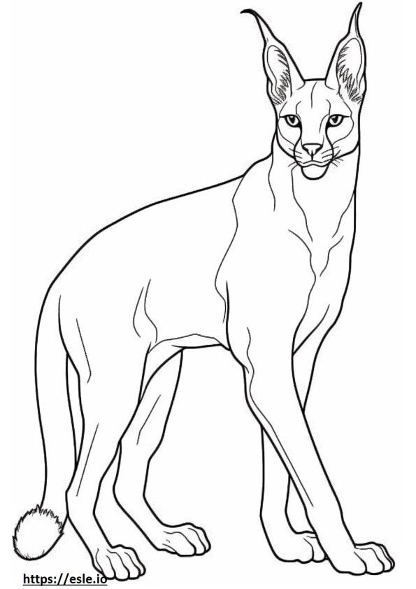 Caracal Playing coloring page