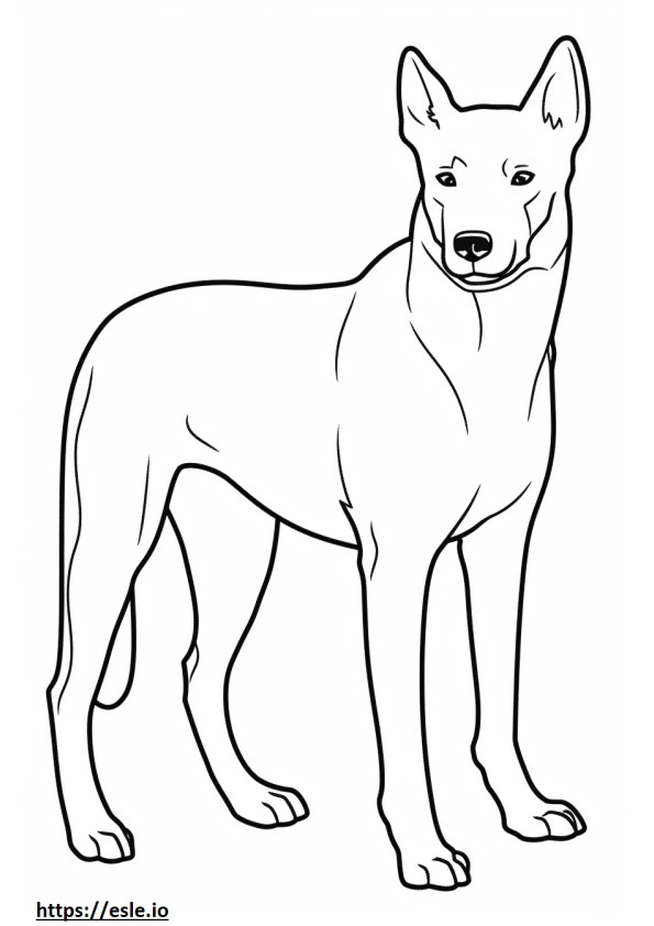 Carolina Dog kokovartalo värityskuva