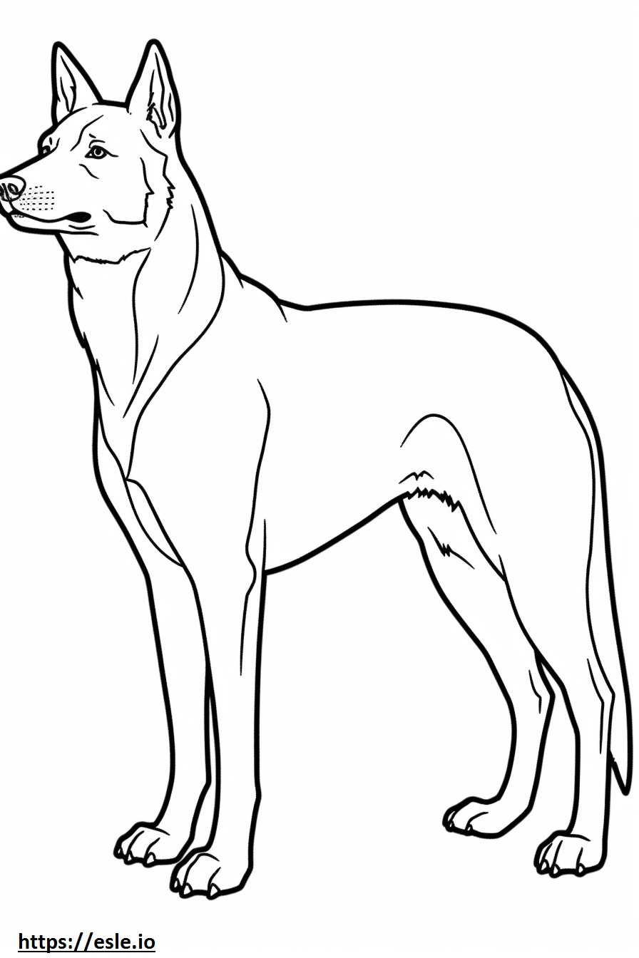 Carolina Hond volledig lichaam kleurplaat kleurplaat