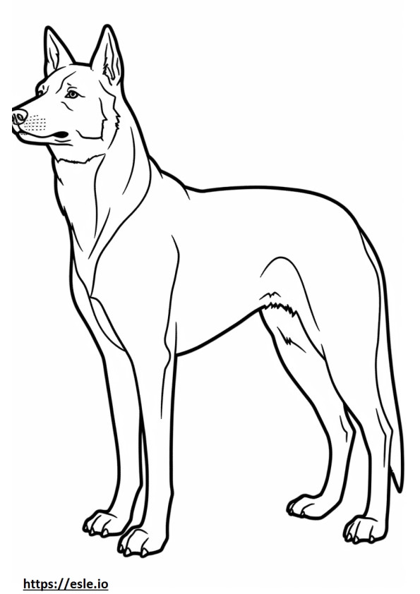 Carolina Dog kokovartalo värityskuva