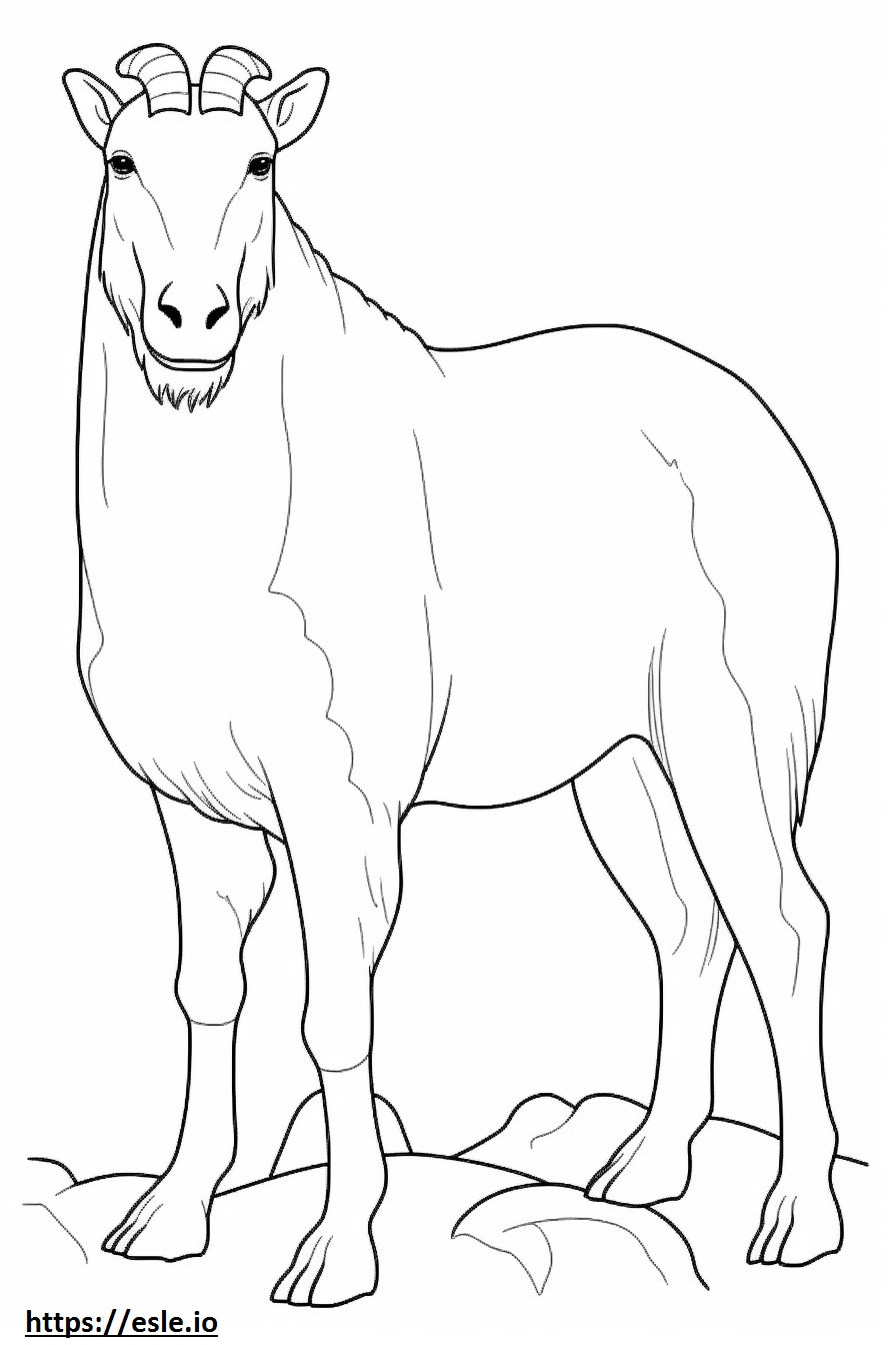 Cashmere Goat koko vartalo värityskuva