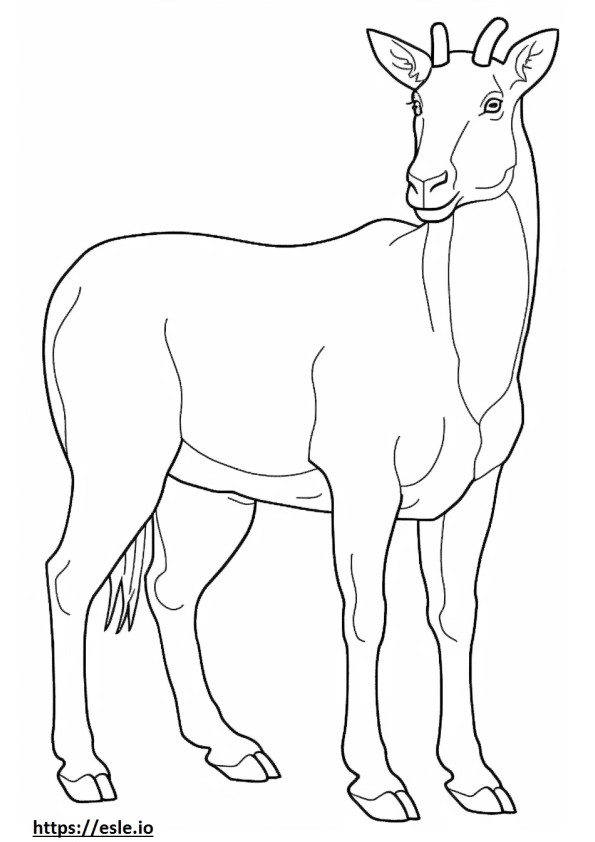 Cashmere Goat full body coloring page