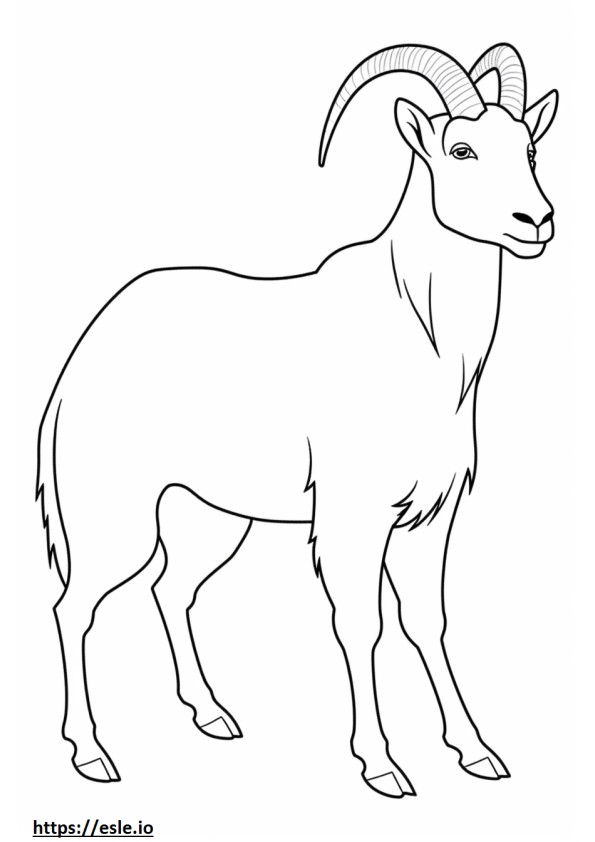 Coloriage Cachemire adapté aux chèvres à imprimer