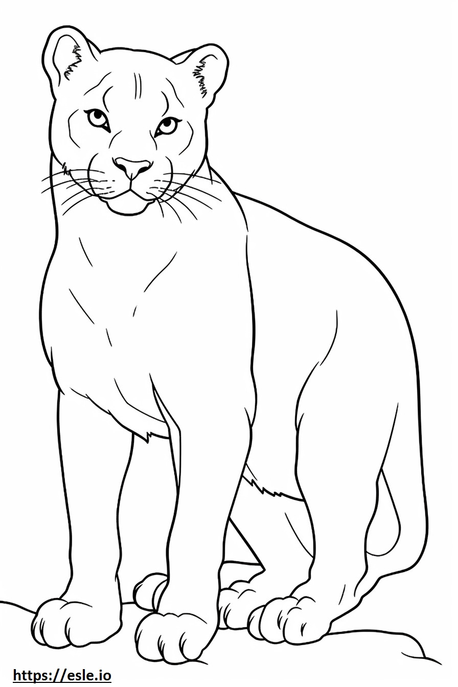 Cat baby coloring page