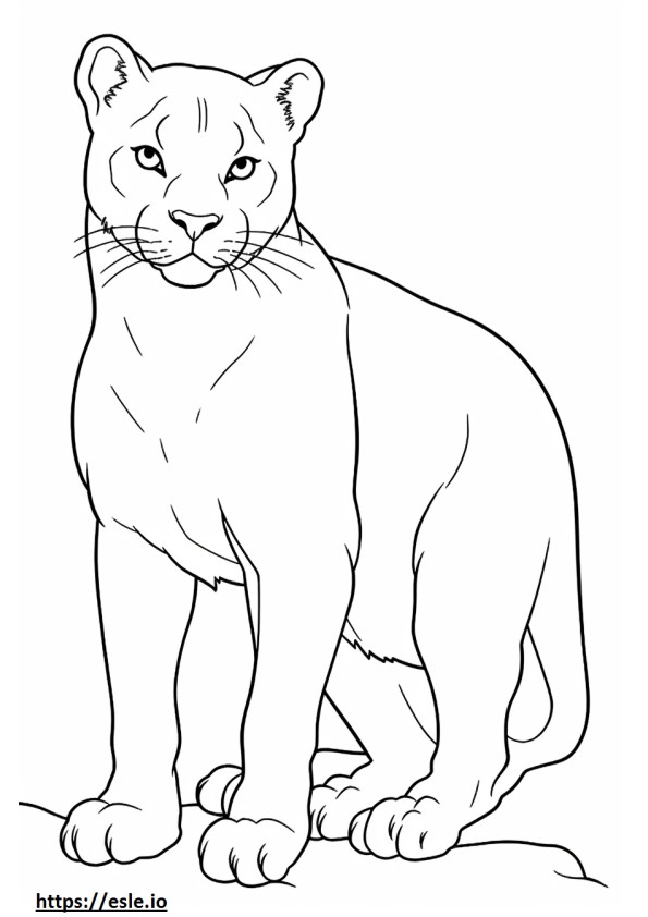 Cat baby coloring page