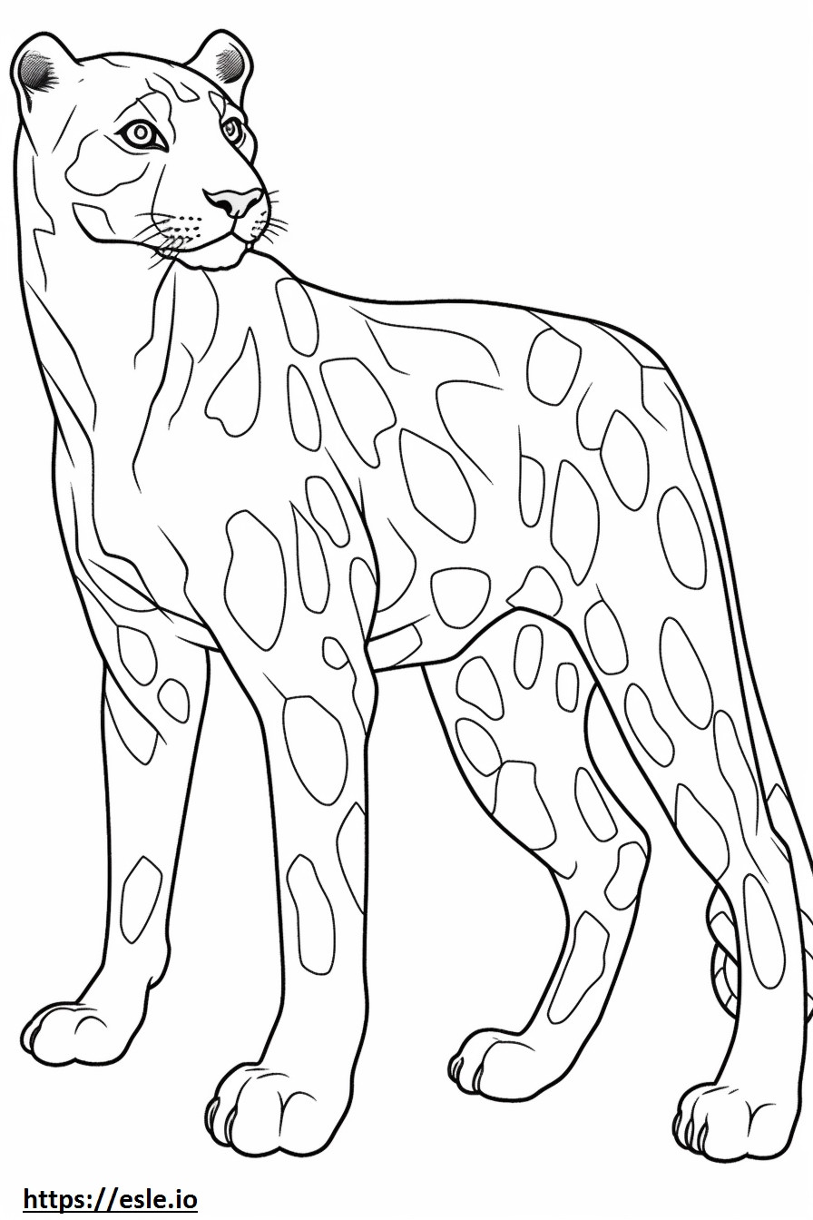 Catahoula Leopard full body coloring page