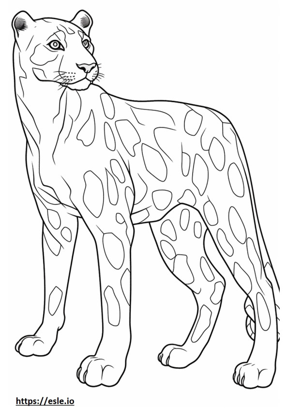 Catahoula Leopard Ganzkörper ausmalbild