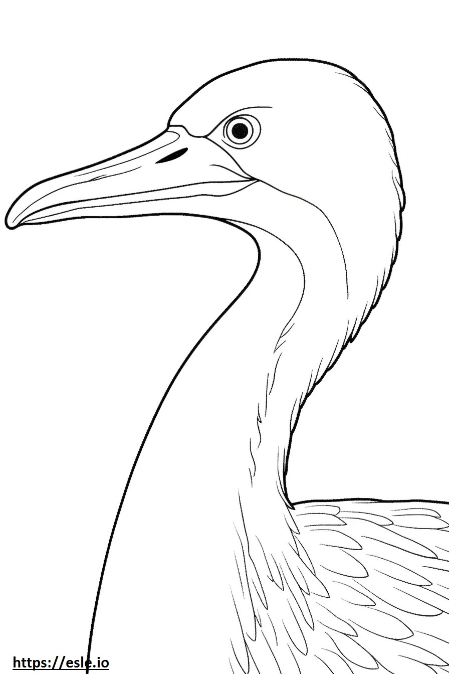Anhinga face coloring page