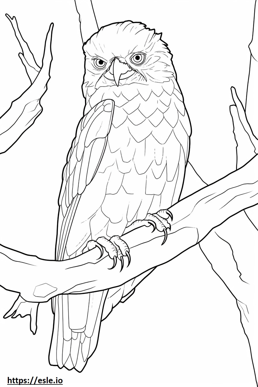 Coloriage Tawny Frogmouth jouant à imprimer