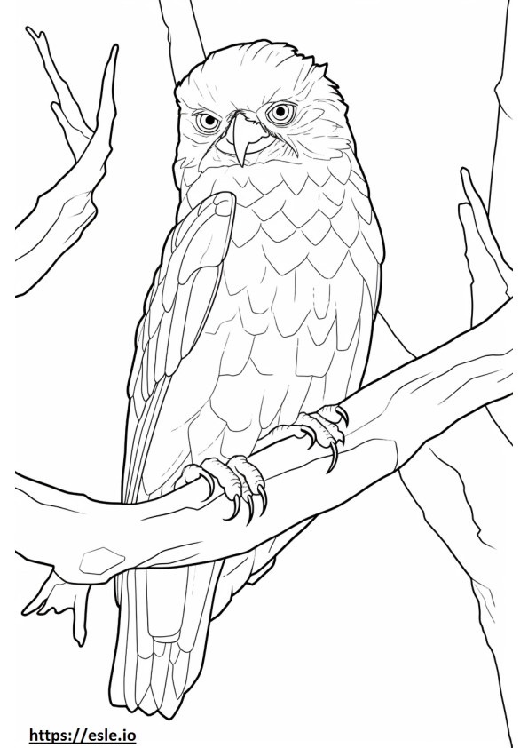 Tawny Frogmouth Playing coloring page