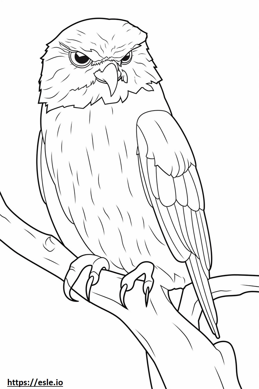 Coloriage Tawny Frogmouth jouant à imprimer