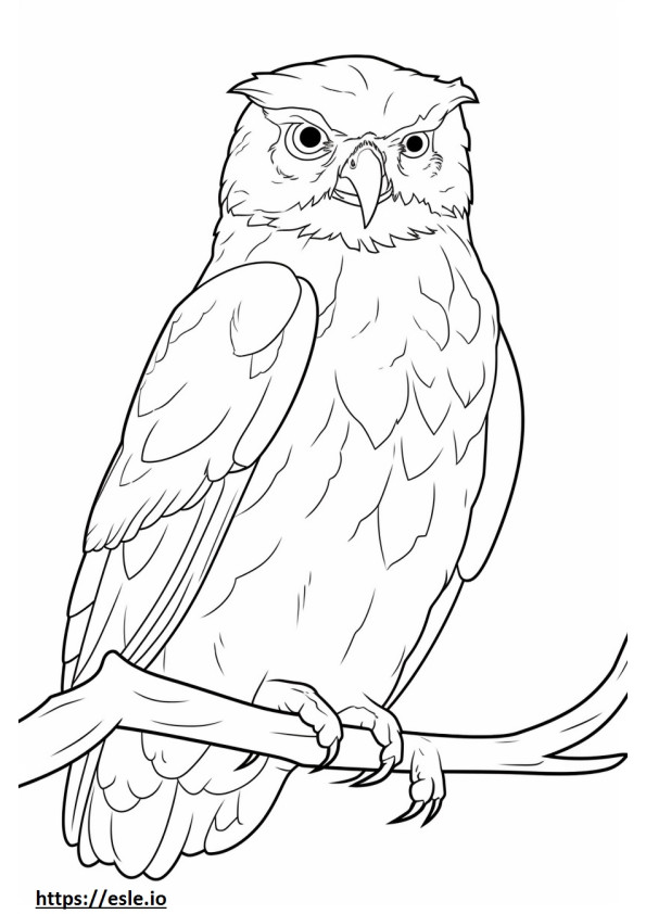Tawny Frogmouth Playing coloring page
