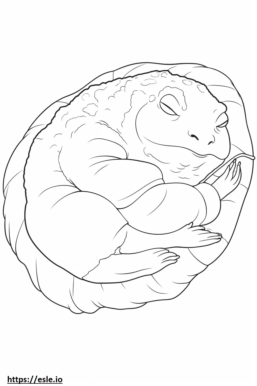 Uyuyan Meşe Kurbağası boyama