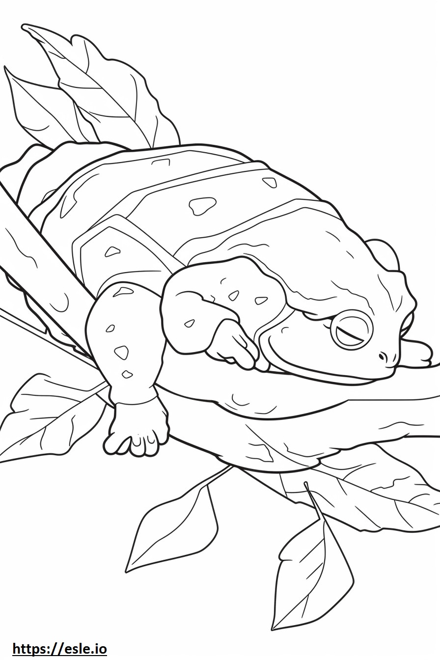 Uyuyan Meşe Kurbağası boyama