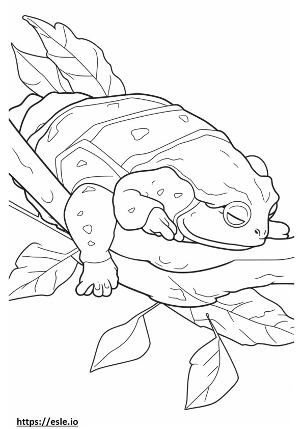 Oak Toad Sleeping coloring page