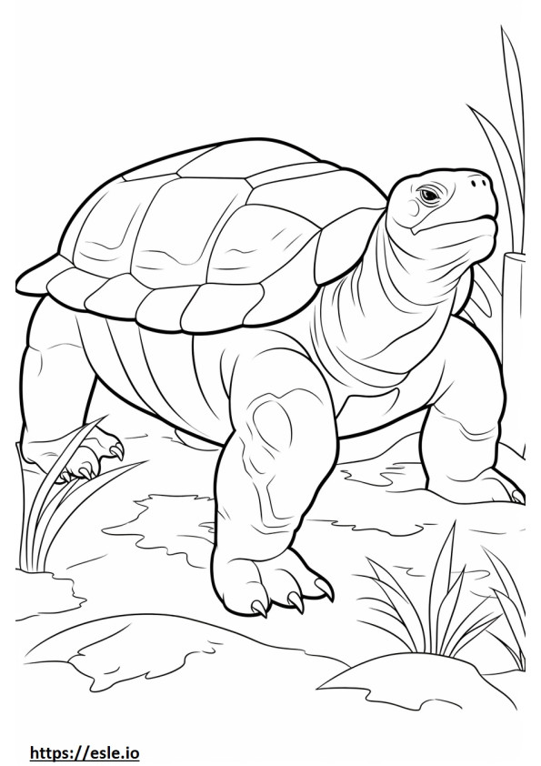 Galapagosschildpad speelt kleurplaat