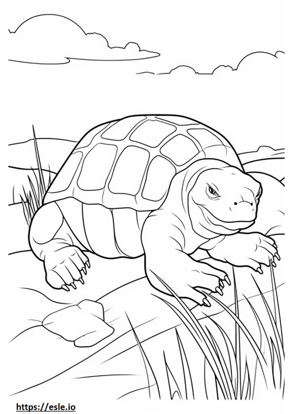 Galápagos teknős játszik szinező