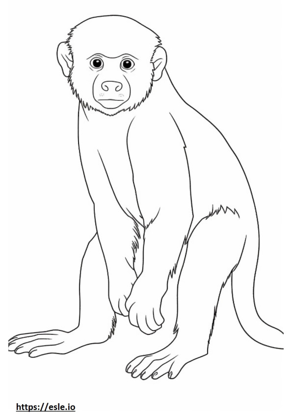 Witgezichtkapucijnenbaby kleurplaat