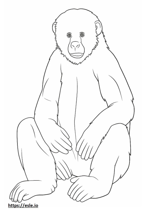 White-Faced Capuchin baby coloring page