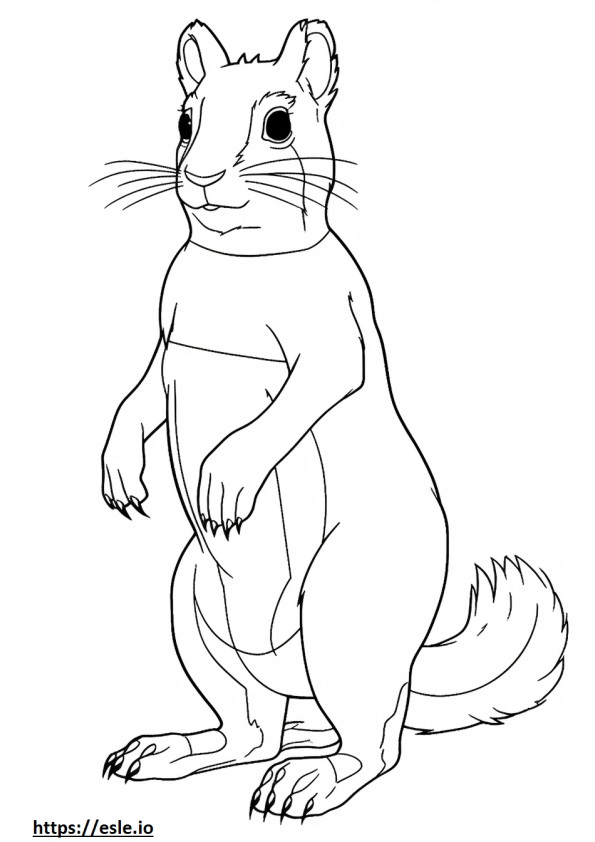 Chipmunk full body coloring page