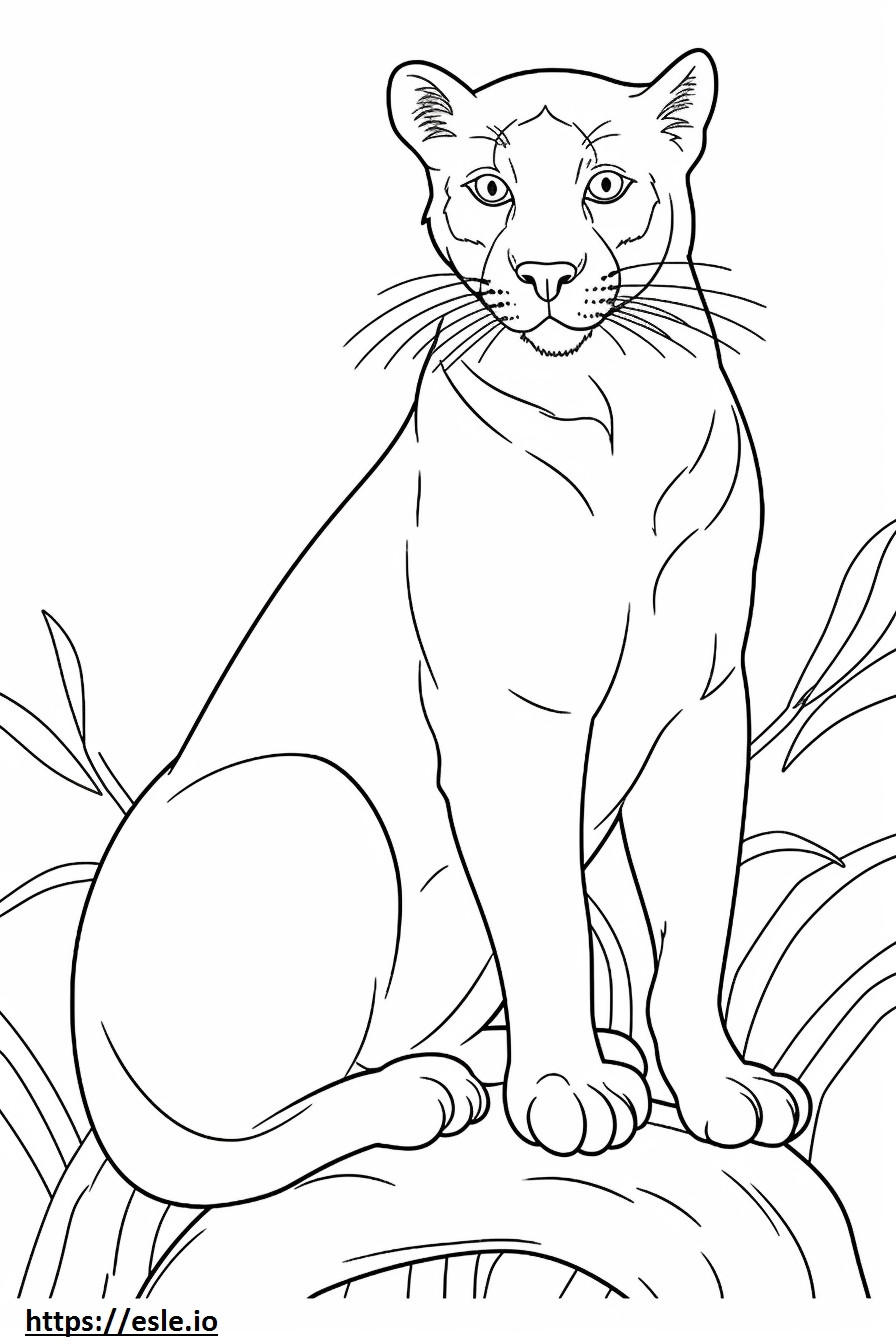 Jaguarundi Cat cute coloring page