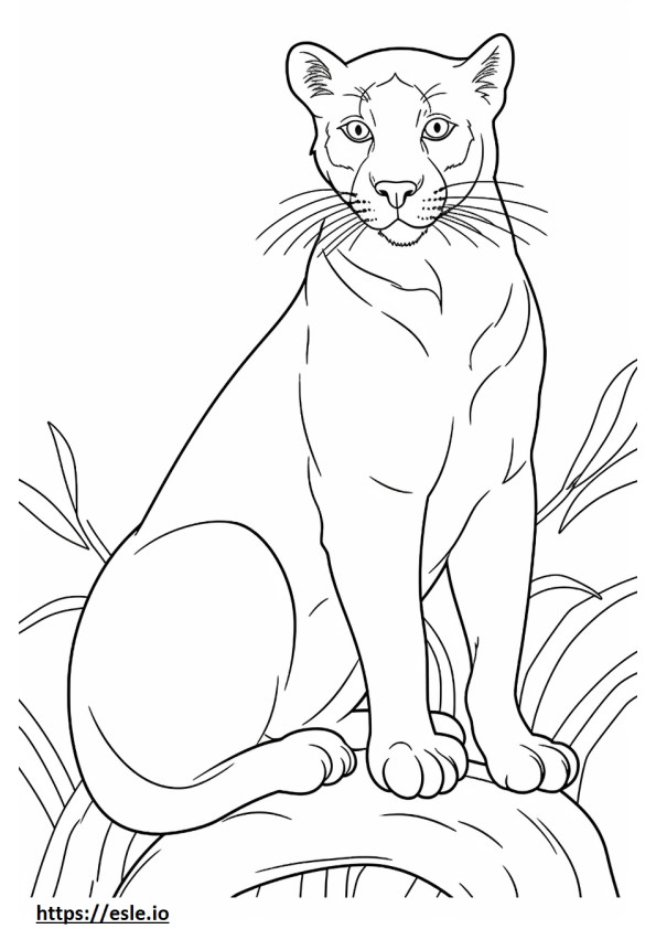 Jaguarundi kissa söpö värityskuva