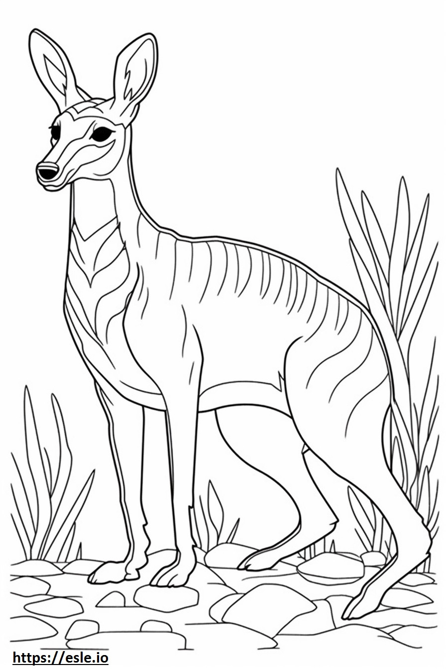 Numbat happy coloring page