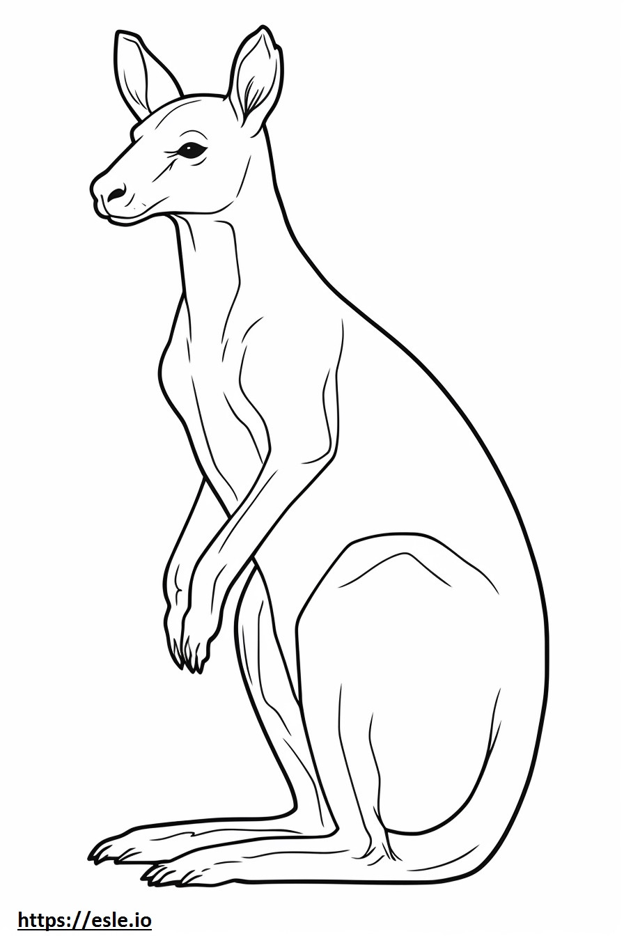 Kanguru şirin boyama