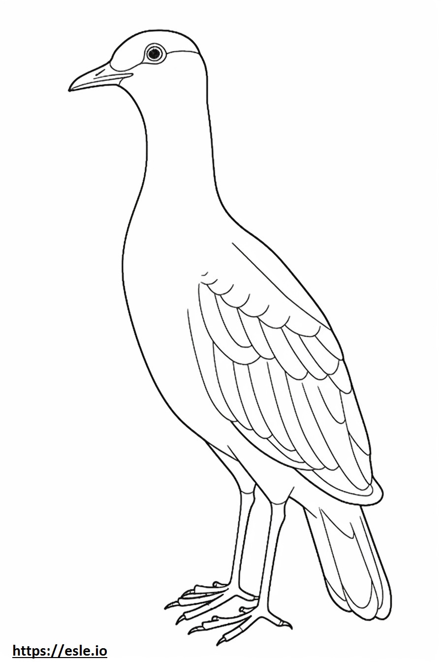 Pheasant-tailed Jacana face coloring page