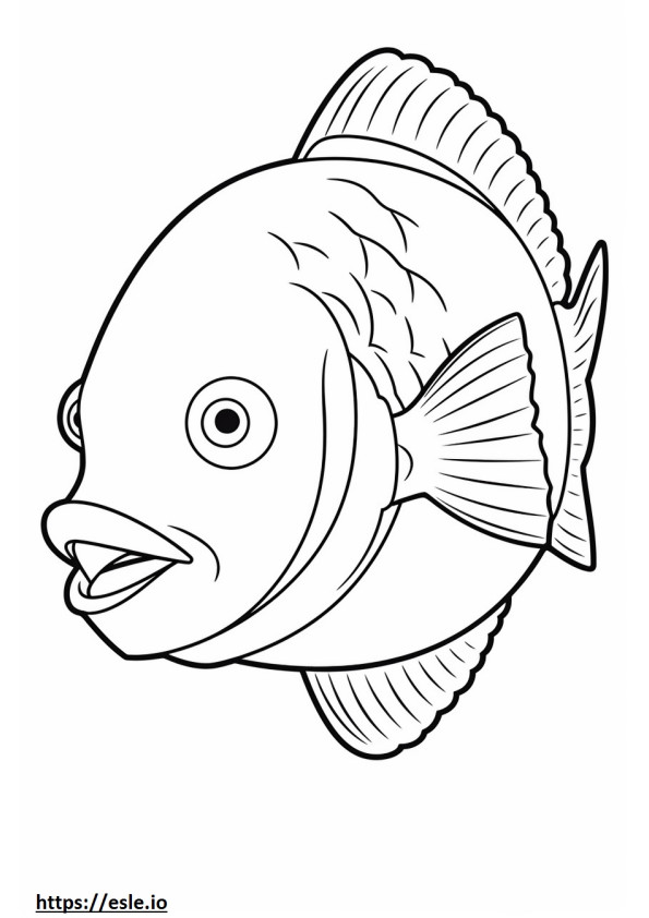 Archerfish kasvot värityskuva