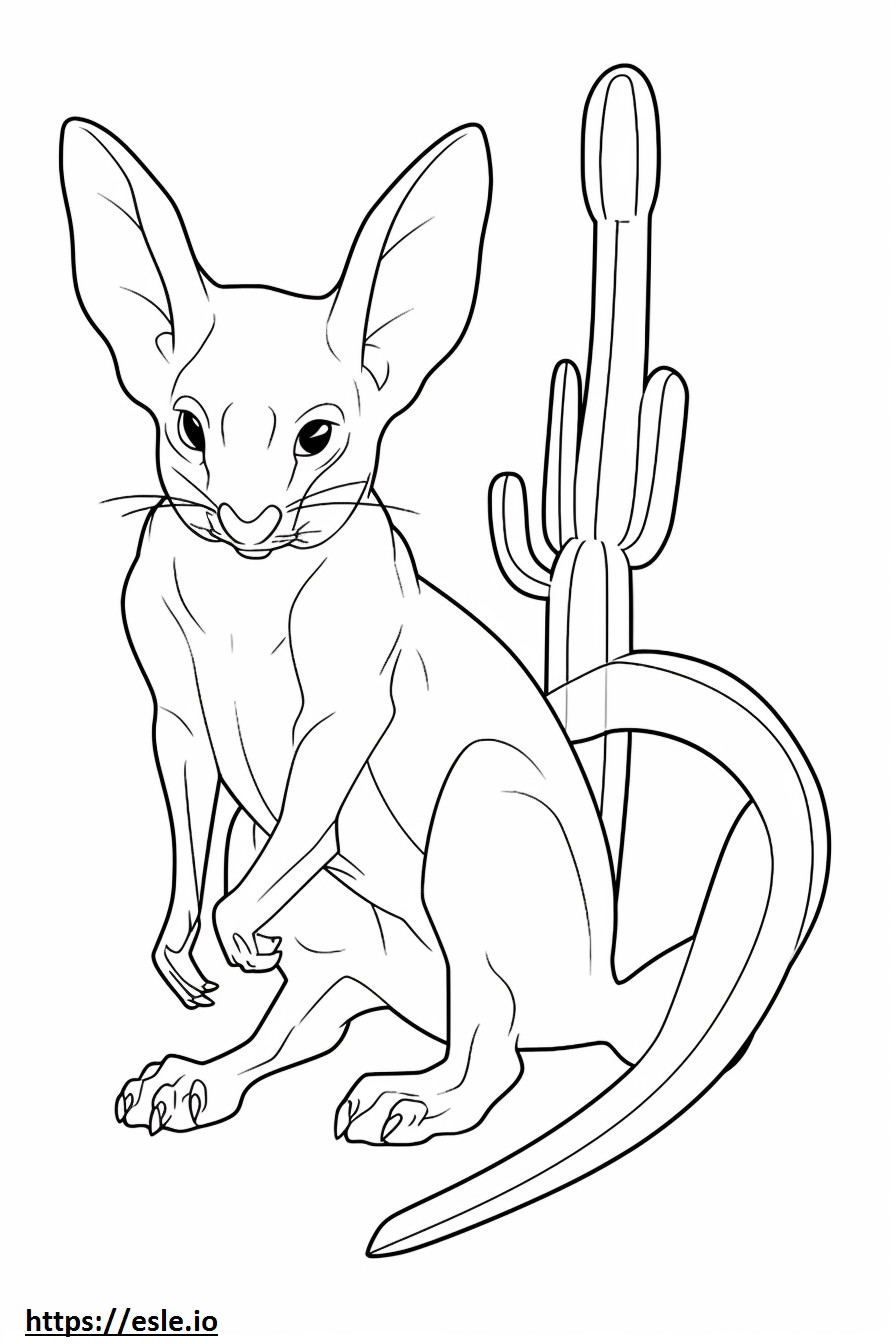 Jerboa full body coloring page