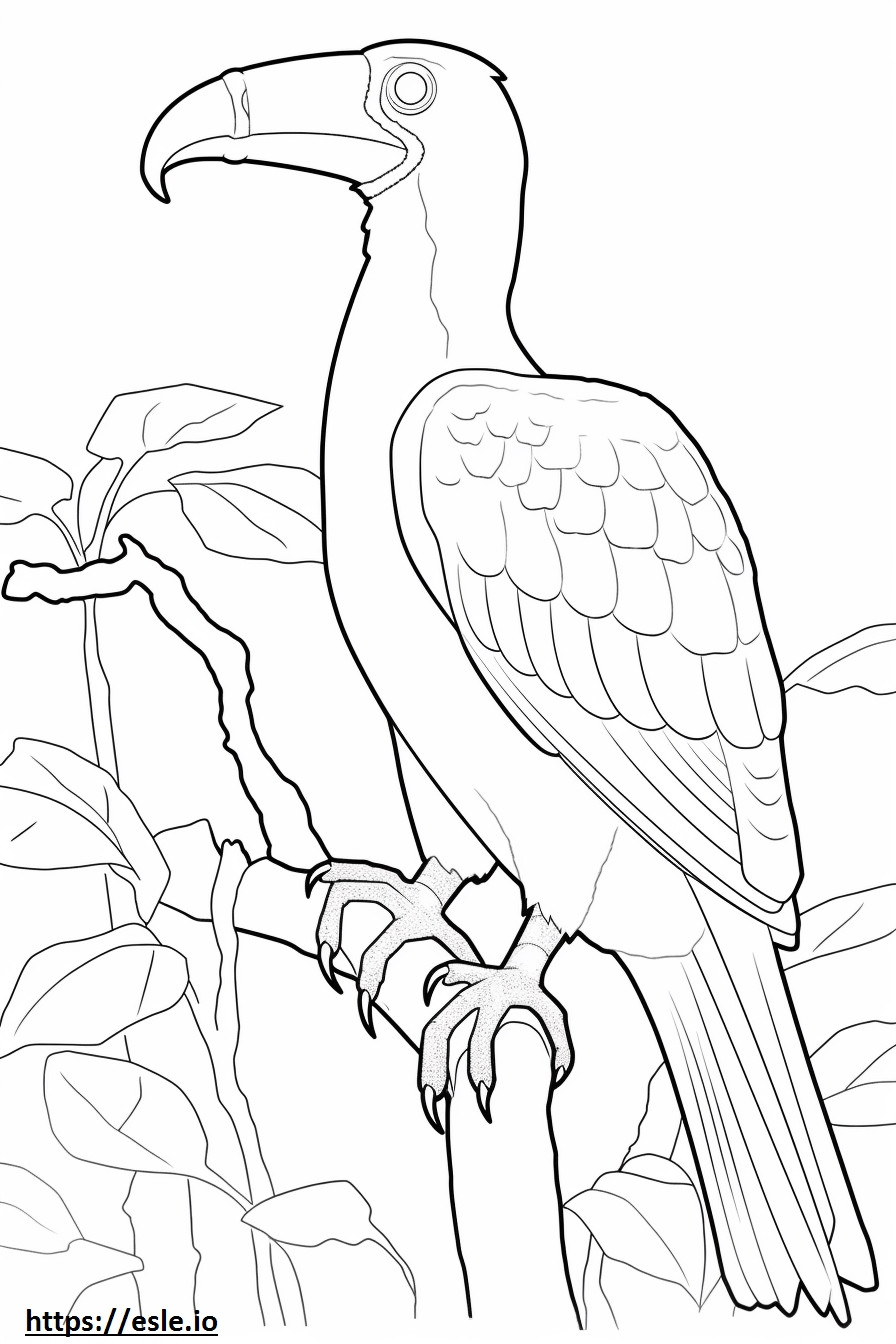 Hornbill koko vartalo värityskuva
