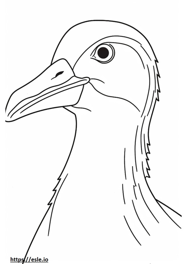 Cara de gaivota arenque para colorir