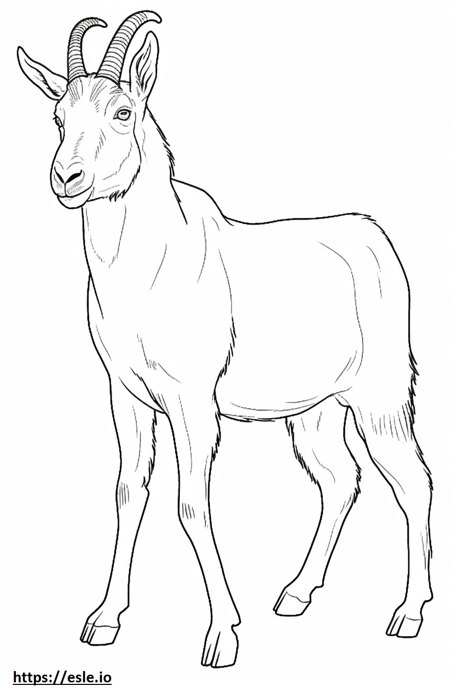 Fainting Goat full body coloring page