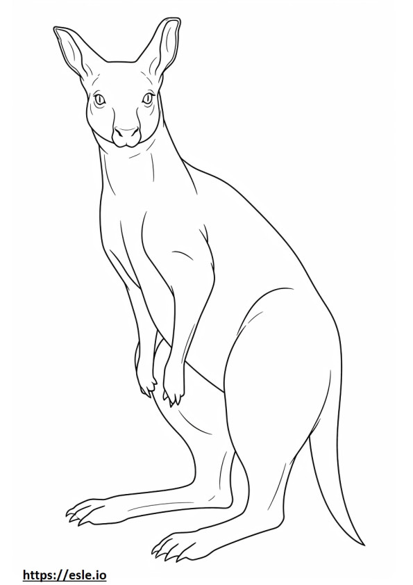 Kanguru tam vücut boyama