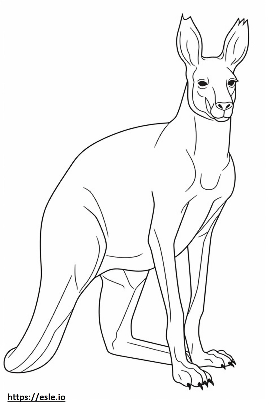Kangoeroe volledig lichaam kleurplaat kleurplaat