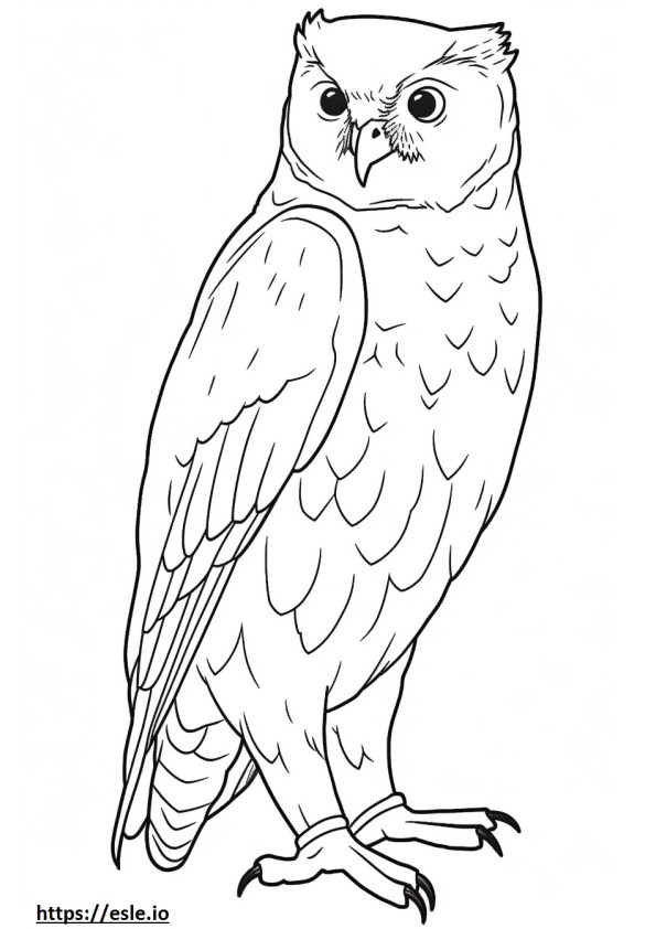 Tawny Owl koko vartalo värityskuva
