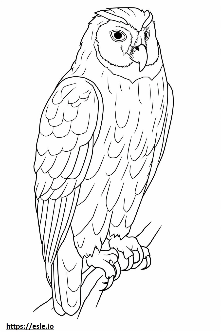 Tawny Owl full body coloring page