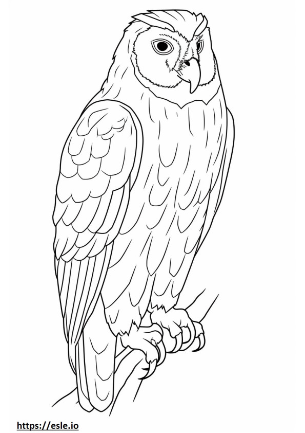 Seluruh tubuh Tawny Owl gambar mewarnai