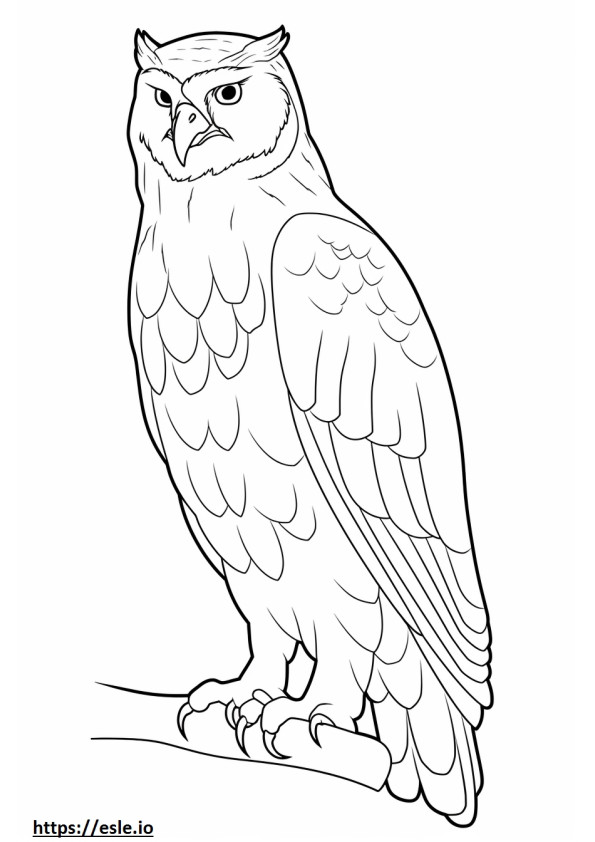 Seluruh tubuh Tawny Owl gambar mewarnai